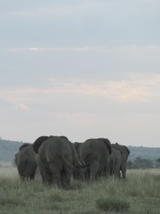עדר פילים בסרנגטי